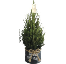 Kerstboom in pot met Merry Christmas belettering