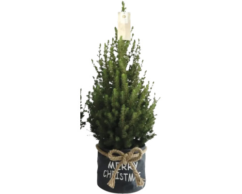 Kerstboom in pot met Merry Christmas belettering