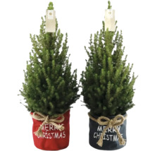 Twee mini-kerstbomen in een rode en een grijze stoffen pot met de tekst Merry Christmas.
