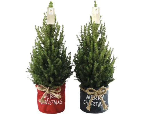 Twee mini-kerstbomen in een rode en een grijze stoffen pot met de tekst Merry Christmas.