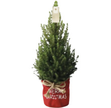 Kleine Nordmanntanne in rode pot met Merry Christmas opschrift als kerstdecoratie