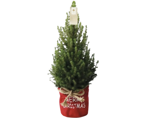 FLORASELF Fijnspar Picea potmaat Ø 17 cm H 70 cm