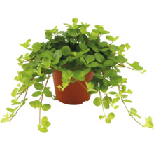 Peperplant in pot