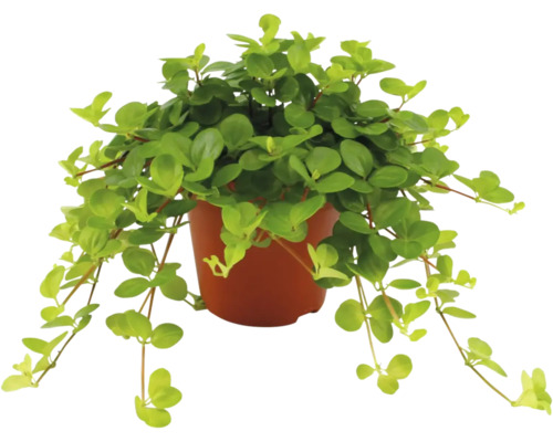 FLORASELF Peperplant Zwanenkruid Peperomia Rotundifolia potmaat Ø 7 cm H 12 cm Peperplant in pot
