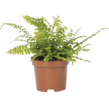Groene varen in een plantenpot