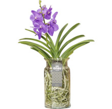 Vanda orchidee in glazen vaas