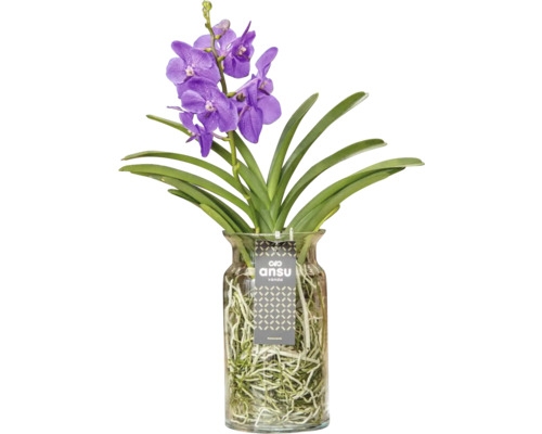 Vanda orchidee in glazen vaas
