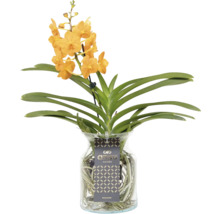 Oranje Vanda orchidee in glazen vaas