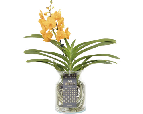 FLORASELF Orchidee Vanda Mix in glas potmaat Ø 14 cm H 55 cm