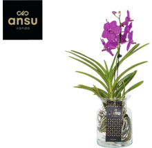 Vanda orchidee in glazen vaas