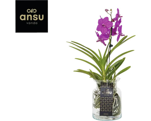 Vanda orchidee in glazen vaas