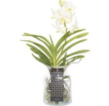 Vanda orchidee in glazen vaas