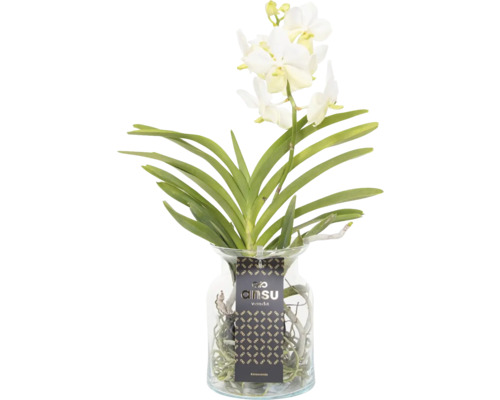 Vanda orchidee in glazen vaas