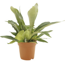 Hertshoornvaren in een pot