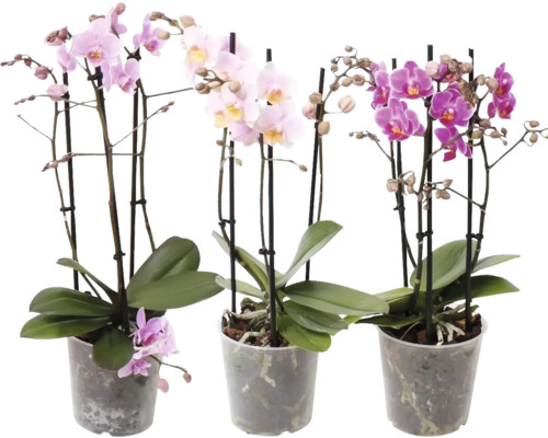 FLORASELF Vlinderorchidee Phalaenopsis Multi Mix 3 Tak potmaat Ø 12 cm H 50-55 cm Drie potorchideeën in verschillende kleuren