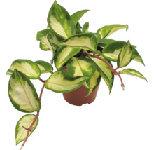 FLORASELF Wasbloem driekleuren Hoya Carnosa Tricolor potmaat Ø 12 cm H 12 cm