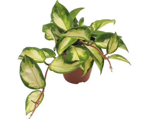 Kamerplant wasbloem in een pot