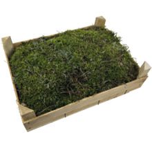 Mos in een houten kist