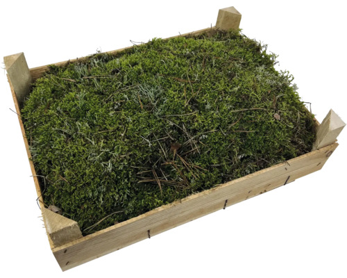 Mos in een houten kist