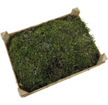 Houten kist gevuld met mos