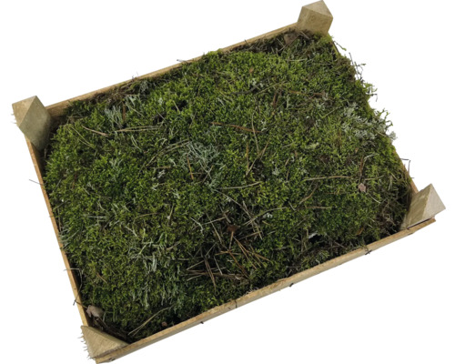 Kerstdecoratie Platmos in kist 40 x 30 x 12 cm Houten kist gevuld met mos