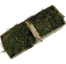 Mos in een houten schaal voor decoratieve doeleinden