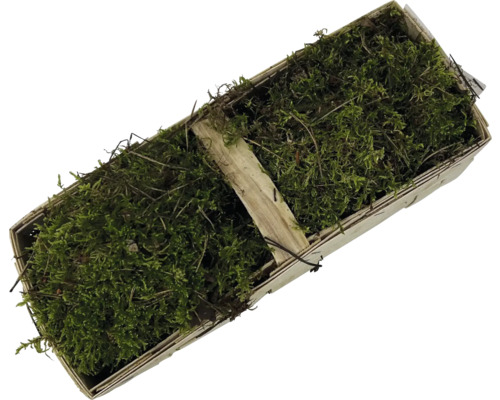 Mos in een houten schaal voor decoratieve doeleinden