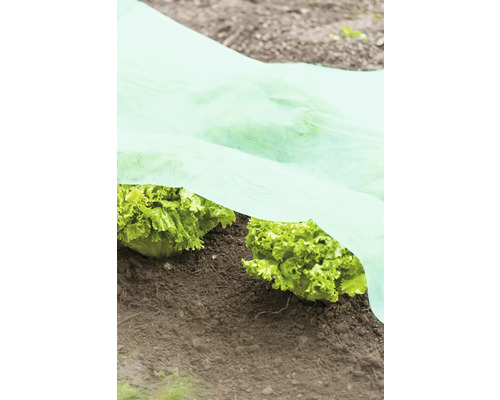 Sla planten in de tuin onder een beschermdoek
