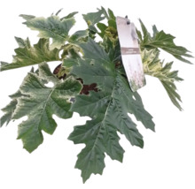 Schermblad Rodgersia met grote bladeren in pot
