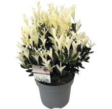 Bonte kornoelje in pot