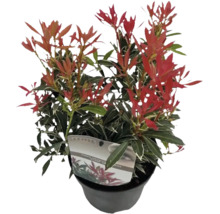 Japanse Pieris in een pot