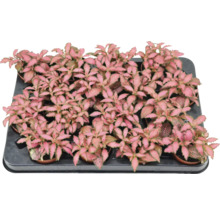 Tray met Fittonia kamerplanten