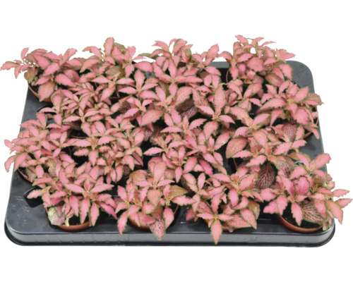 FLORASELF Mozaïekplant Fittonia Rood Mix potmaat Ø 7 cm H 12 cm