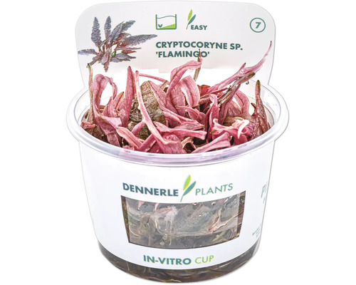 Cryptocoryne sp. Flamingo aquariumplant in in-vitro beker