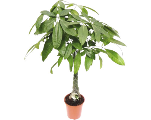 FLORASELF Geldboom Pachira Gevlochten Stam potmaat Ø 24 cm H 110 cm