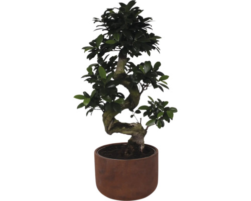 FLORASELF Ficus Ginseng S-Shape in bloempot Liam potmaat Ø 25 cm H 70 cm