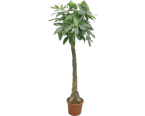 FLORASELF Geldboom Pachira Gevlochten Stam potmaat Ø 24 cm H 190-200 cm