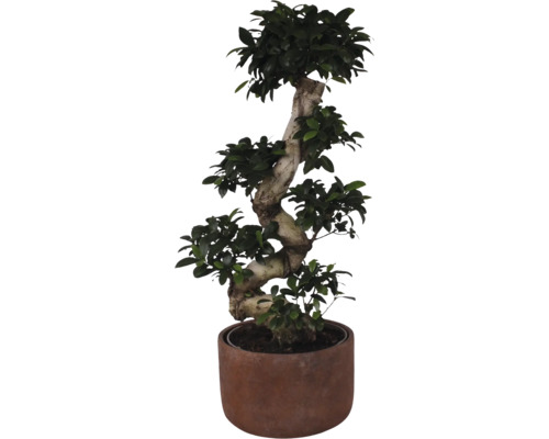 FLORASELF Ficus Ginseng S-Shape in bloempot Liam potmaat Ø 27 cm H 80 cm