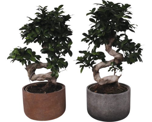 FLORASELF Ficus Ginseng S-Shape in bloempot Liam potmaat Ø 23 cm H 55 cm