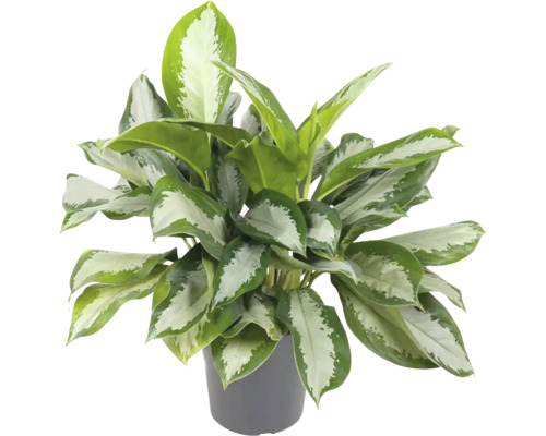 FLORASELF Aglaonema Silver Bay potmaat Ø 24 cm H 65 cm