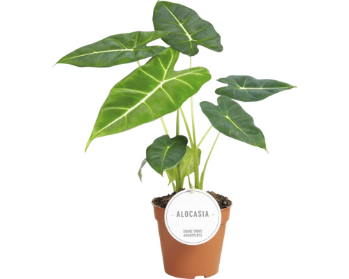 FLORASELF Olifantsoor Alocasia Frydek potmaat Ø 12 cm H 30 cm