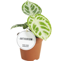 Anthurium kamerplant in pot