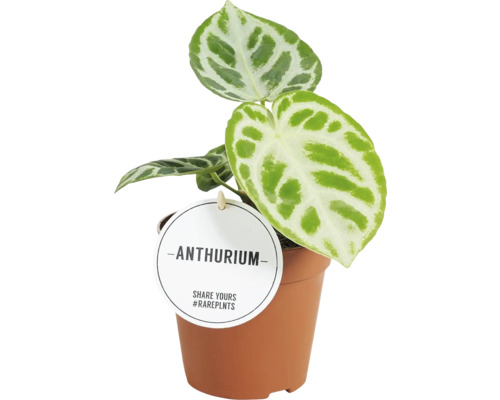 FLORASELF Flamingoplant Anthurium bladmix potmaat Ø 12 cm H 25 cm