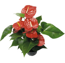 FLORASELF Flamingoplant Anthurium potmaat Ø 21 cm H 50 cm