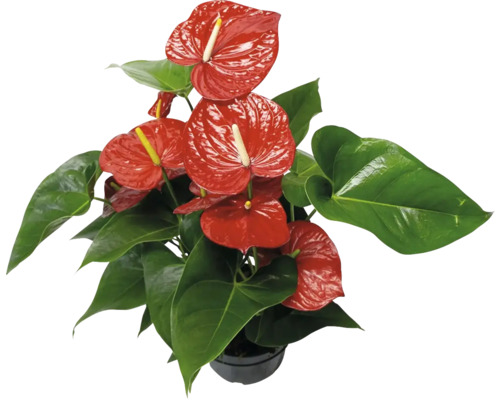 FLORASELF Flamingoplant Anthurium potmaat Ø 21 cm H 50 cm