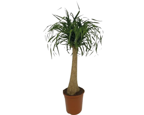 FLORASELF Olifantspoot Beaucarnea Recurvata Stam potmaat Ø 24 cm H 110 cm Olifantspoot in pot als kamerplant
