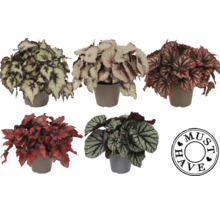 Verschillende begonia''s in potten
