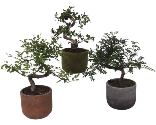 FLORASELF Bonsai mix S-Shape in bloempot Liam potmaat Ø 15 cm H 35 cm