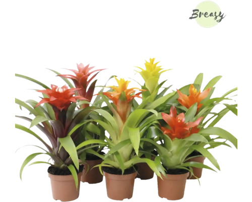 FLORASELF Bromelia Cupcake mix potmaat Ø 9 cm H 25-40 cm