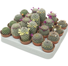 Schaal met verschillende bloeiende cactussen